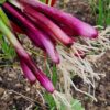 Prize-Winning Onions Seed Collection - Image 5