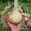 Prize-Winning Onions Seed Collection - Image 6