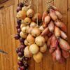 Prize-Winning Onions Seed Collection - Image 7