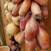 Prize-Winning Onions Seed Collection - Image 8